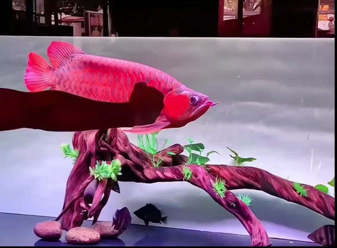 紅龍魚怎么看品相圖片