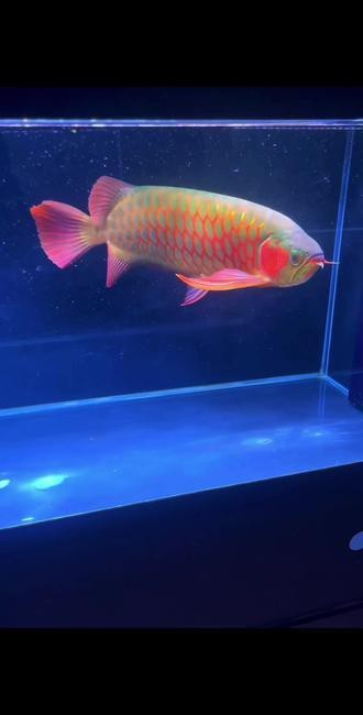 紅龍魚怎么看品相圖片