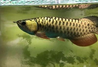 金龍魚(yú)魚(yú)鰓起泡了：金龍魚(yú)在水面上吐泡泡怎么辦