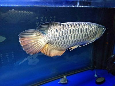 金龍魚(yú)魚(yú)鰓起泡了：金龍魚(yú)在水面上吐泡泡怎么辦