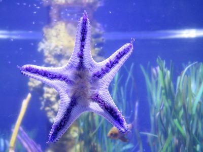 魚缸中養(yǎng)殖海星是否能在魚缸中存活，海星是否能在魚缸中存活：養(yǎng)殖海星需要注意什么？