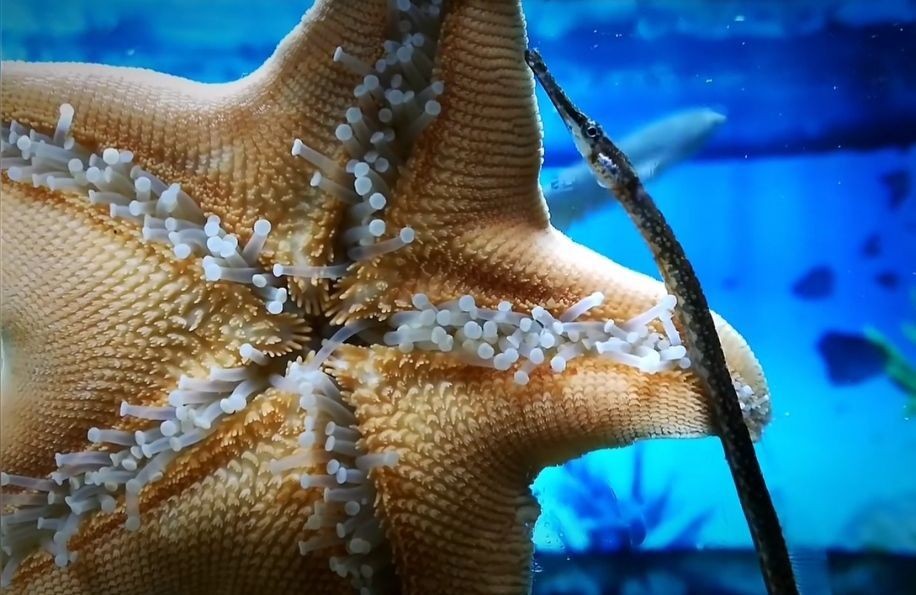 魚缸中養(yǎng)殖海星是否能在魚缸中存活，海星是否能在魚缸中存活：養(yǎng)殖海星需要注意什么？