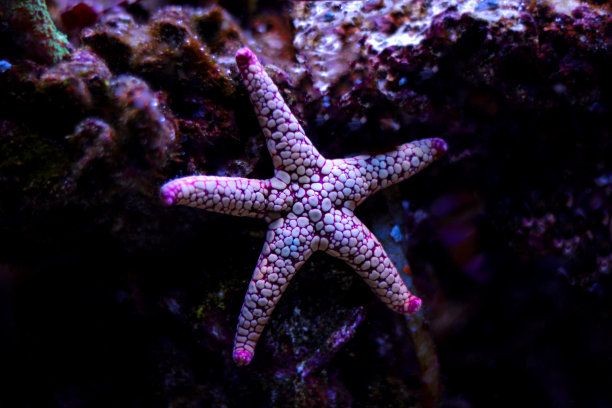 魚缸中養(yǎng)殖海星是否能在魚缸中存活，海星是否能在魚缸中存活：養(yǎng)殖海星需要注意什么？