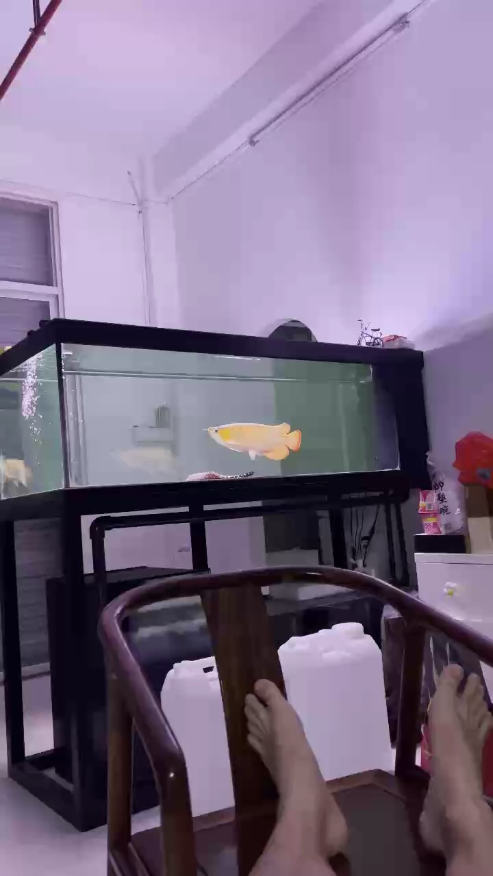 深夜聽曲、賞魚