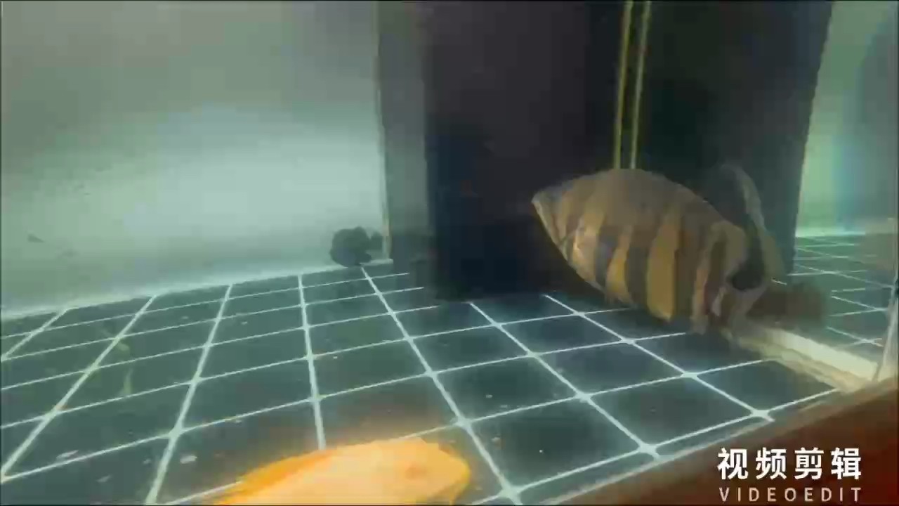 龍魚鱗片上長出白色絮狀物是什么：龍魚鱗片上出現白色絮狀物可能是疾病的表現引起的