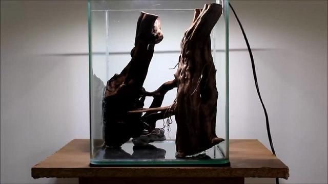 藍帆眼斑魚的價格，生活水平的提高，藍帆眼斑魚價格