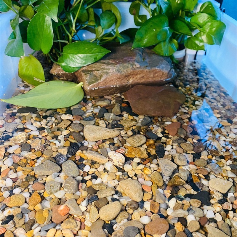 龍魚 魏縣鑫怡水族館(魏縣鑫怡水族館電話) 全國水族館企業名錄 魏縣鑫怡水族館(魏縣鑫怡水族館電話) 魏縣鑫怡水族館(魏縣鑫怡水族館電話) 全國水族館企業名錄