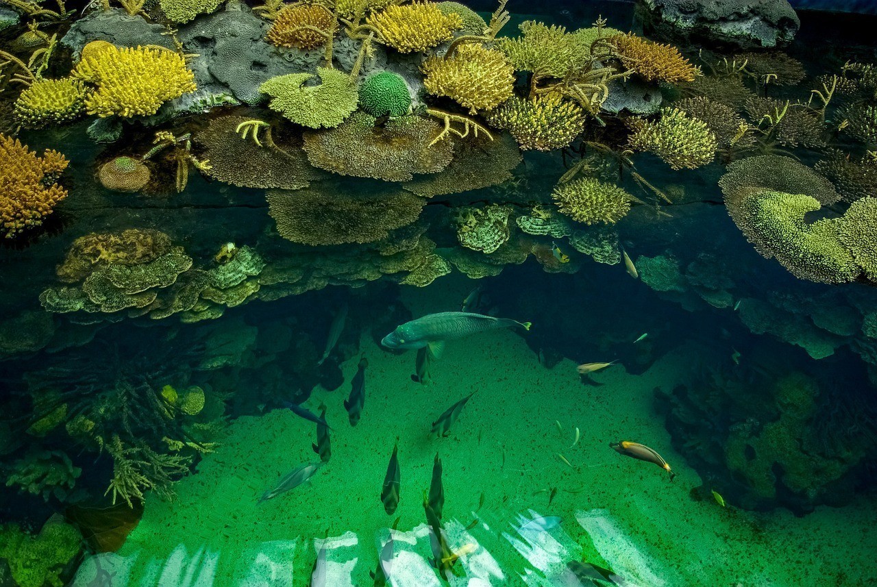 萊西市荷塘魚色水族館（萊西市荷塘魚色水族館電話）