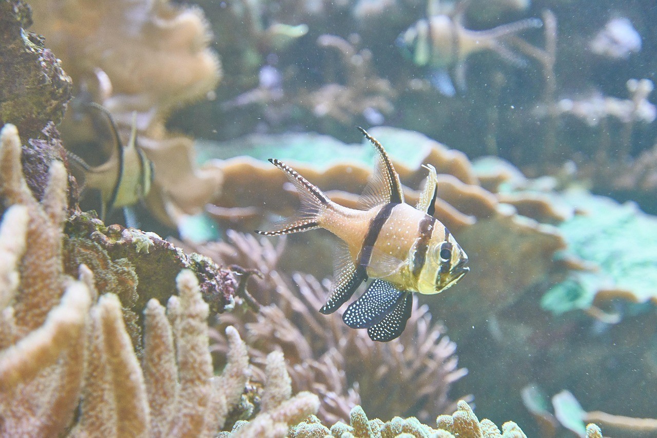 萊西市<strong><mark>荷塘</mark></strong>魚色水族館（萊西市<strong><mark>荷塘</mark></strong>魚色水族館電話）