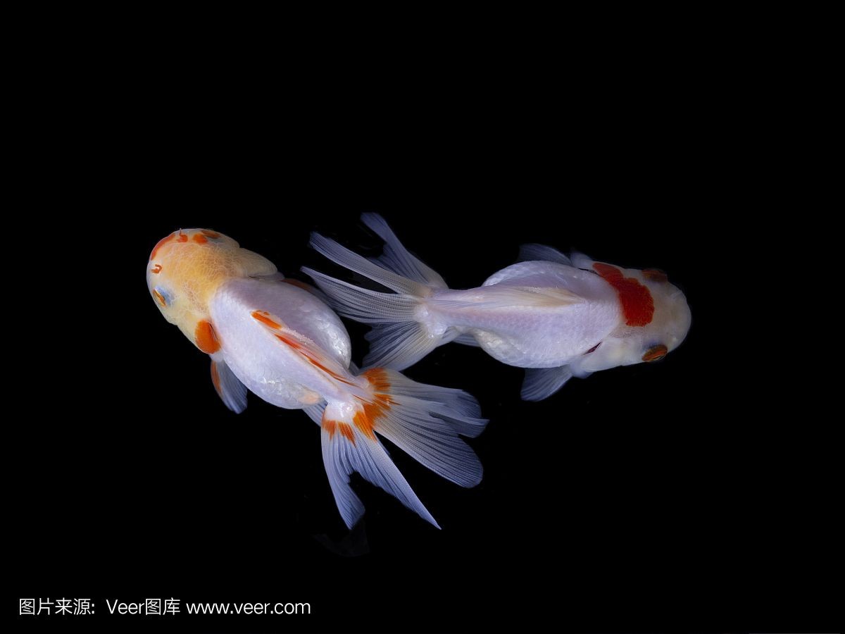 黑色背景魚缸的養(yǎng)護(hù)技巧在設(shè)計(jì)黑背魚缸中養(yǎng)護(hù)技巧：如何在黑色背景魚缸中養(yǎng)出美麗的植物