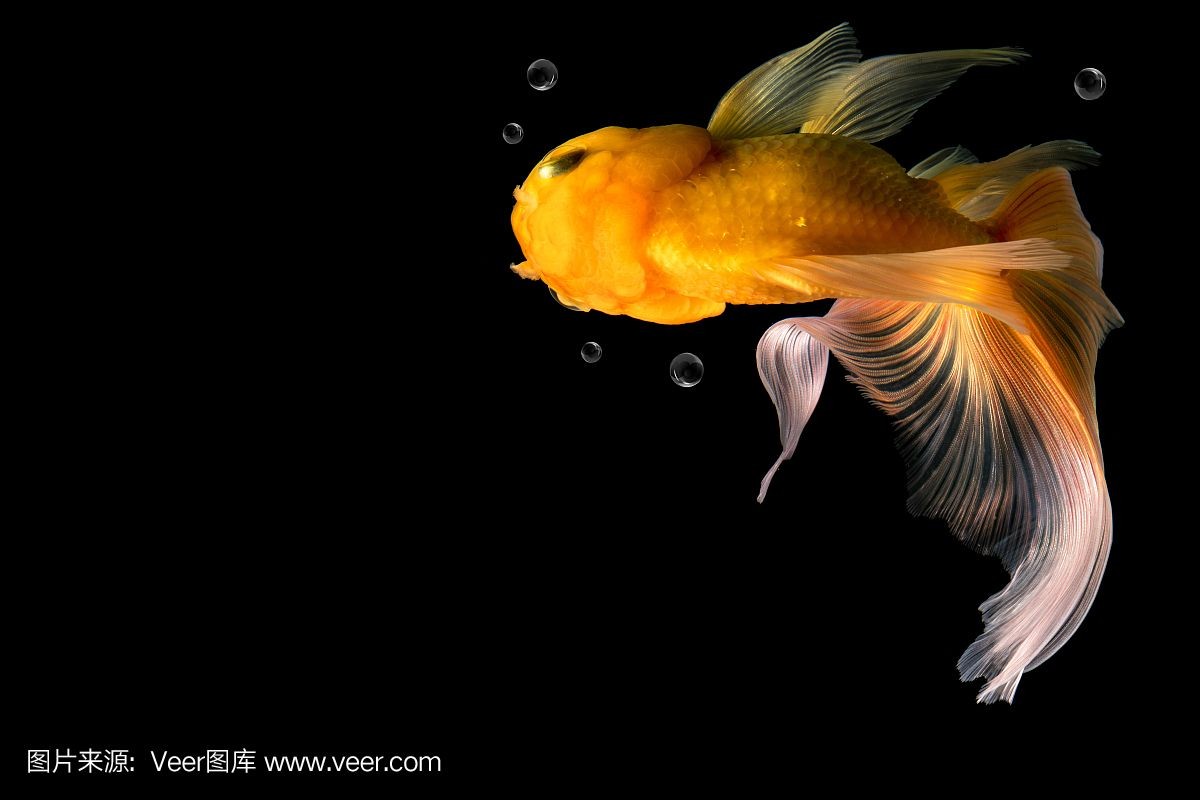 黑色背景魚缸的養(yǎng)護(hù)技巧在設(shè)計(jì)黑背魚缸中養(yǎng)護(hù)技巧：如何在黑色背景魚缸中養(yǎng)出美麗的植物