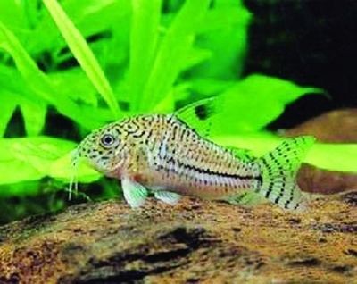 蒲城縣魚樂圈水族（蒲城縣魚樂圈水族館電話）