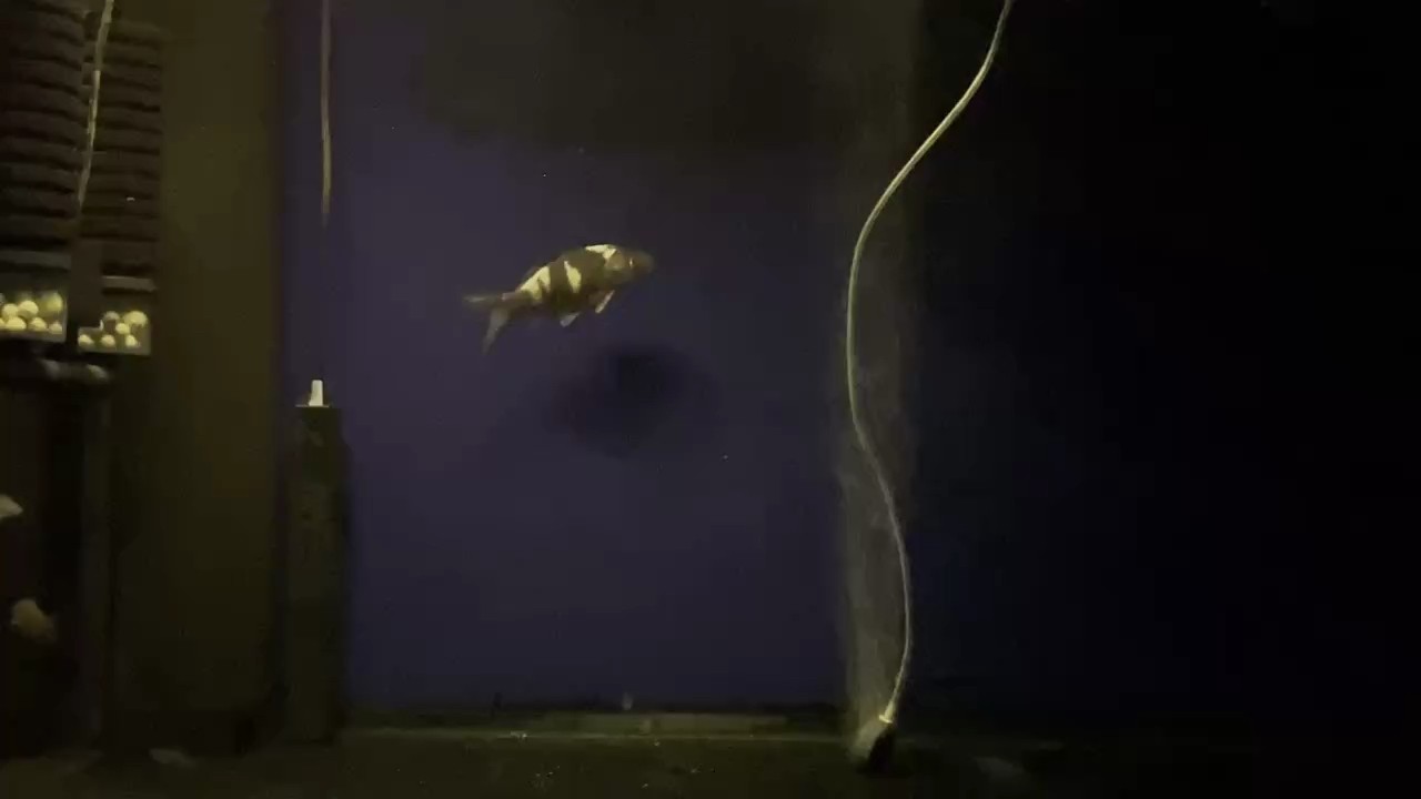 土炮