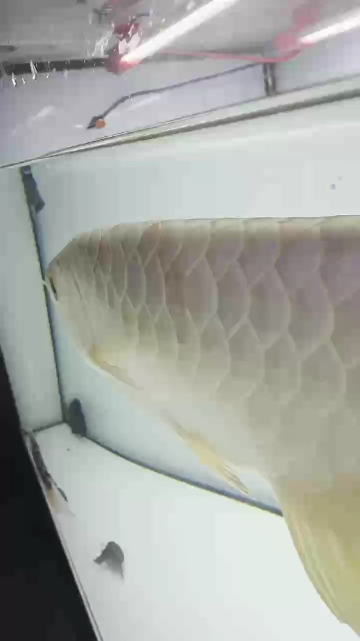 金龍魚 魟魚 金龍魚 魟魚 龍魚論壇