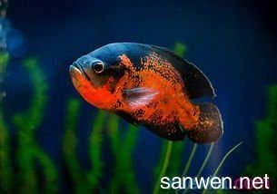 金龍魚怎么叫的視頻：金龍魚怎么叫，探索神秘魚類的語言與傳說