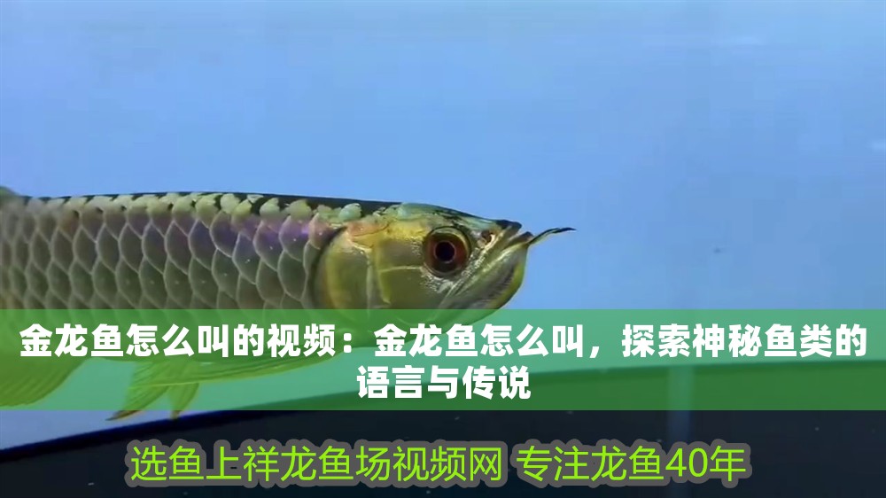 金龍魚怎么叫的視頻：金龍魚怎么叫，探索神秘魚類的語言與傳說