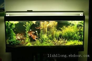 上海魚缸制作（上海魚缸制作,崇安區鴻顏水族器材經營部）