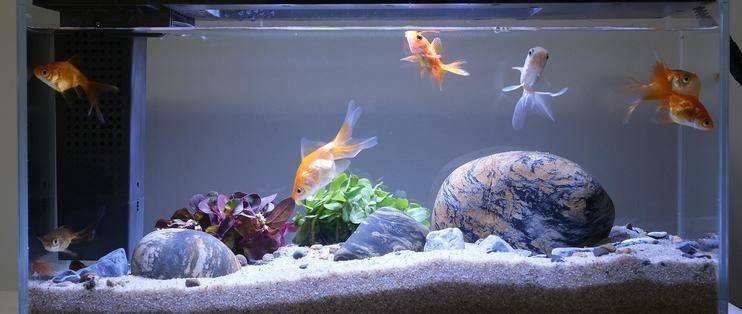 起源紀魚缸燈壞了怎么辦：詳情起源紀魚缸燈壞了怎么辦