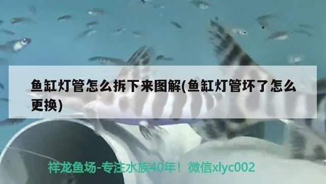 起源紀(jì)魚缸燈壞了怎么辦：詳情起源紀(jì)魚缸燈壞了怎么辦