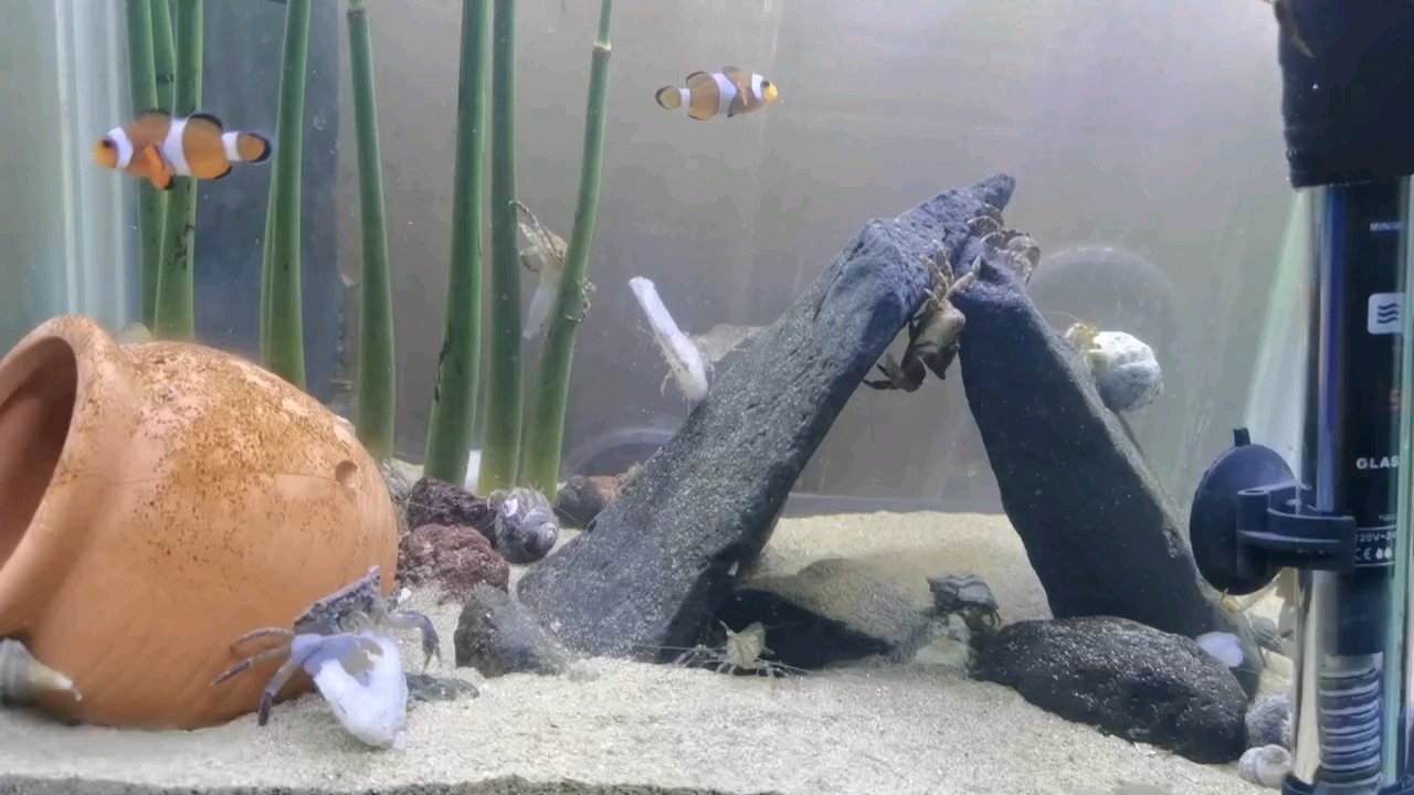 小小魚缸大大快樂
