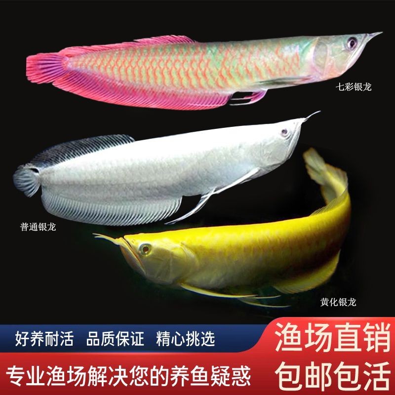 7彩銀龍魚苗（七彩銀龍魚苗價格）