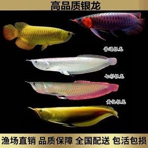 7彩銀龍魚苗（七彩銀龍魚苗價格）