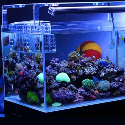 海水魚缸的價格范圍和養護技巧：海水魚缸價格可以根據不同尺寸、材質和配置有很大差異