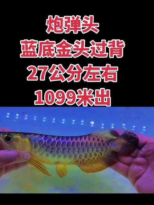 藍(lán)底金龍魚發(fā)色過程圖片