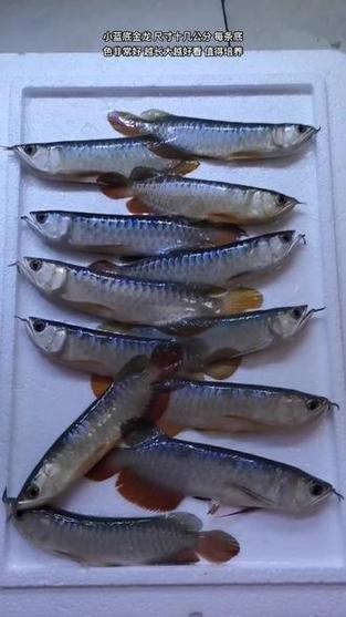 藍(lán)底金龍魚發(fā)色過程圖片