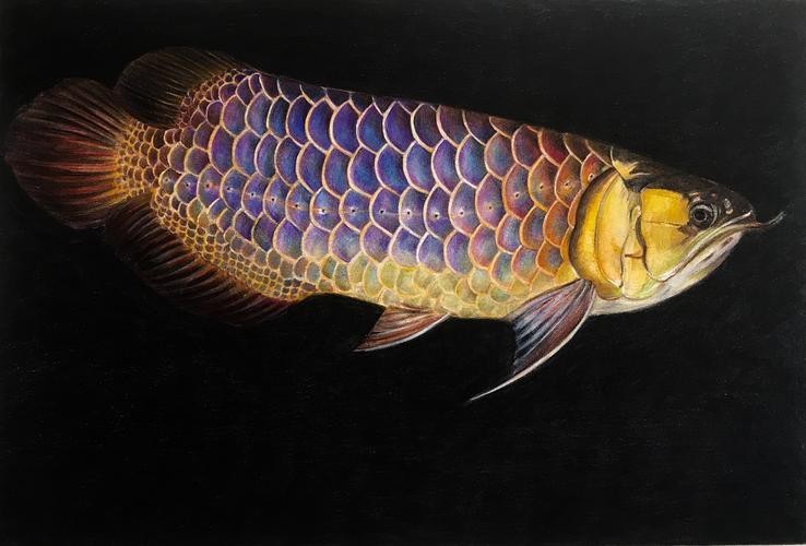 藍(lán)底金龍魚發(fā)色過程圖片