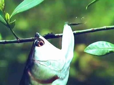 龍魚缸一般要多高多寬（關于龍魚缸的高度和寬度的具體信息）
