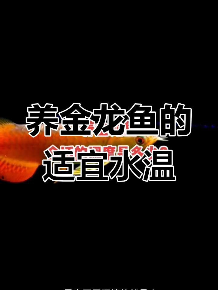 過背金龍繁殖的最佳溫度是多少？