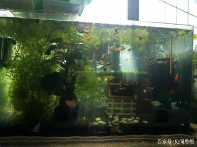 魚缸水質穩定的綜合策略：魚缸水質穩定的綜合策略，通過科學管理和維護方法確保魚缸內水環境
