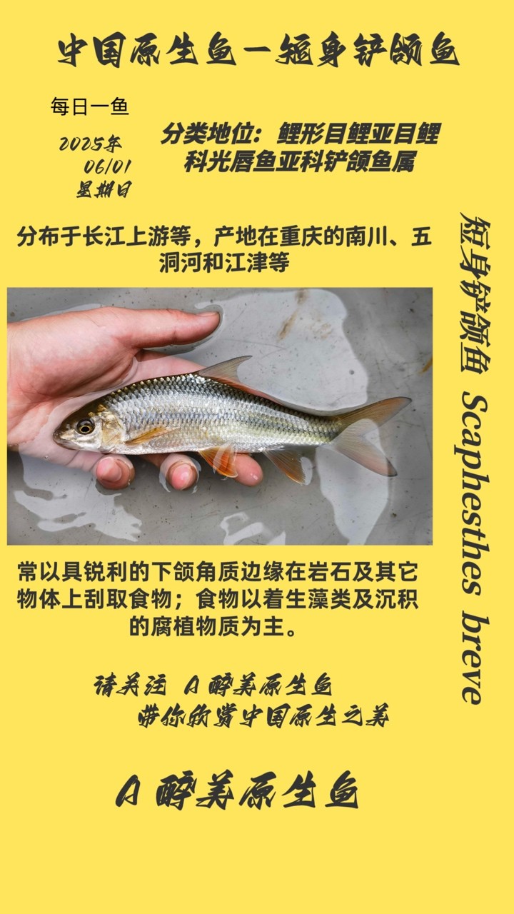 短身鏟頜魚