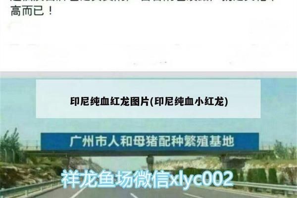 印尼純血小紅龍，印尼純血小紅龍與其他品種的區別在于其他品種的來源