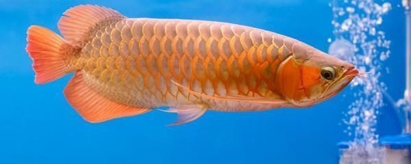 哪種龍魚體形最小最好養(yǎng)，哪種龍魚體形最小且最好養(yǎng)