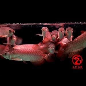 b級(jí)金龍魚(yú)觀賞魚(yú)