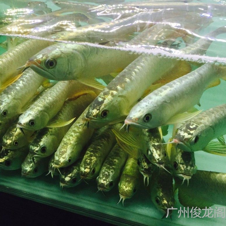 b級(jí)金龍魚(yú)觀賞魚(yú)