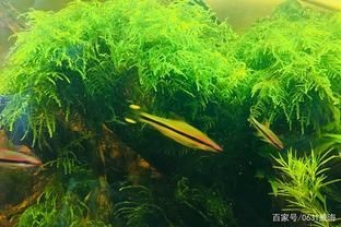 養缸曼龍魚怎么都在水面游（曼龍魚為什么在水面游動？）