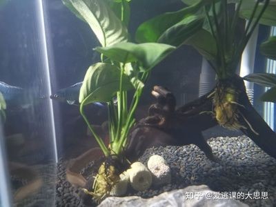 養缸曼龍魚怎么都在水面游（曼龍魚為什么在水面游動？）
