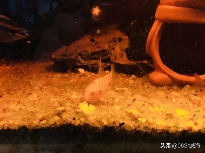 養缸曼龍魚怎么都在水面游（曼龍魚為什么在水面游動？）