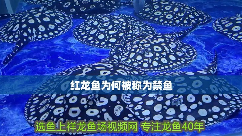 福龍紅龍魚能養(yǎng)嗎有毒嗎