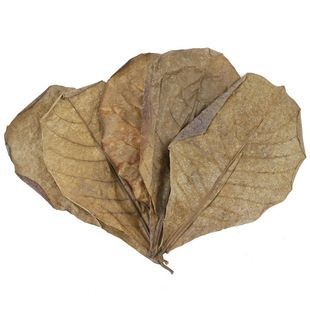 橄欖葉魚缸怎么用:橄欖葉在不同魚種中的應(yīng)用 魚缸百科 第5張 橄欖葉魚缸怎么用:橄欖葉在不同魚種中的應(yīng)用 橄欖葉魚缸怎么用:橄欖葉在不同魚種中的應(yīng)用 魚缸百科 第5張