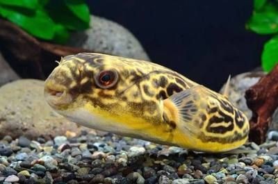 皇冠狗頭適合多大魚(yú)缸（皇冠狗頭魚(yú)的飼養(yǎng)技巧）