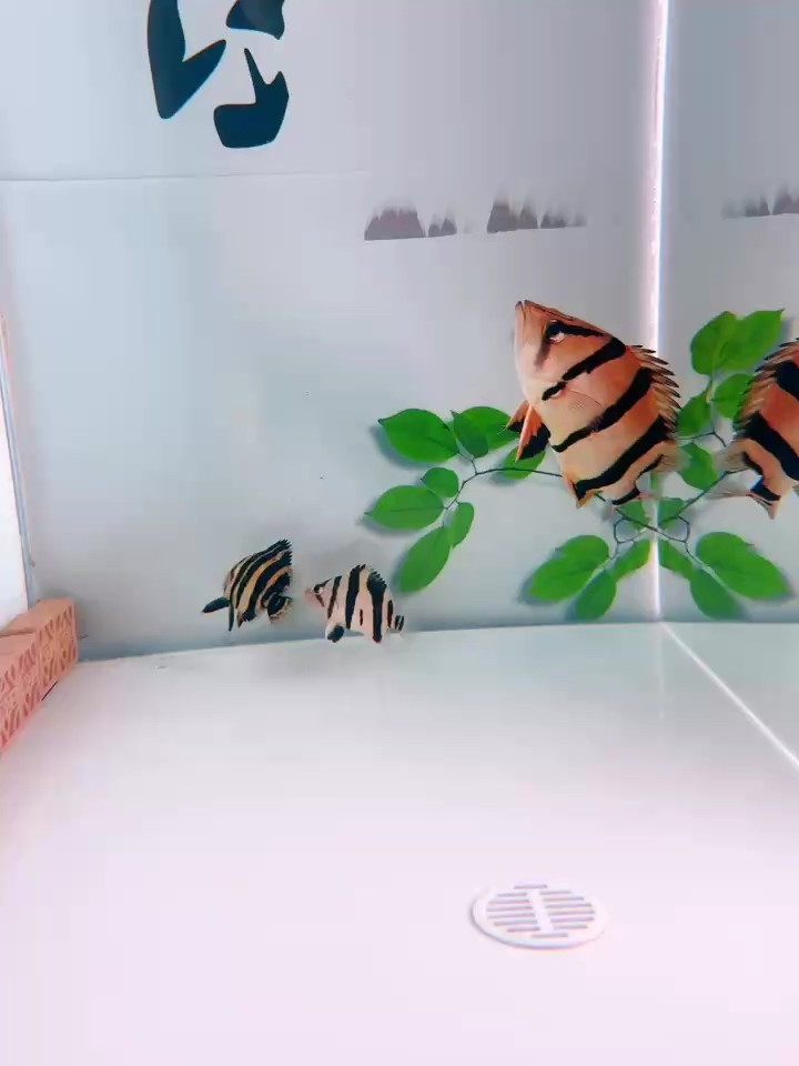 近30厘米的 暴斃泰北虎
