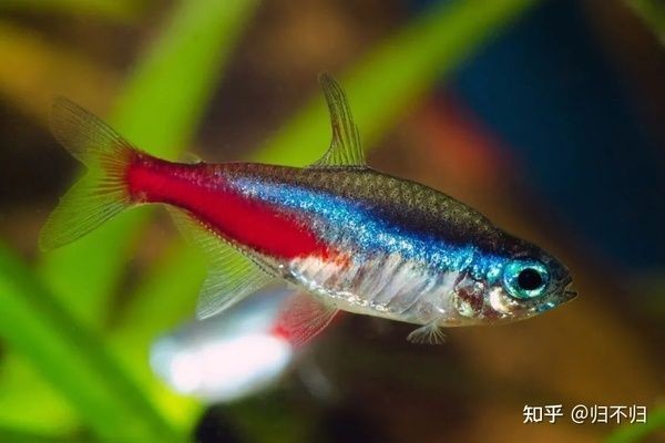 紅綠燈魚在魚缸底部不游動可能有多種原因，掌握幾種可能：如何判斷紅綠燈魚在魚缸底部不游動
