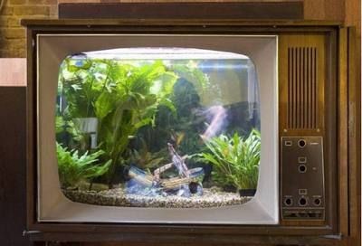 魚缸擺放在電視機旁有什么風水講究？：風水學中的魚缸擺放技巧在風水學中的魚缸擺放位置