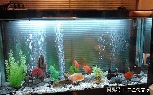 魚缸水質(zhì)管理的全面指南：養(yǎng)魚換水指南強(qiáng)調(diào)水質(zhì)理化指標(biāo)的重要性