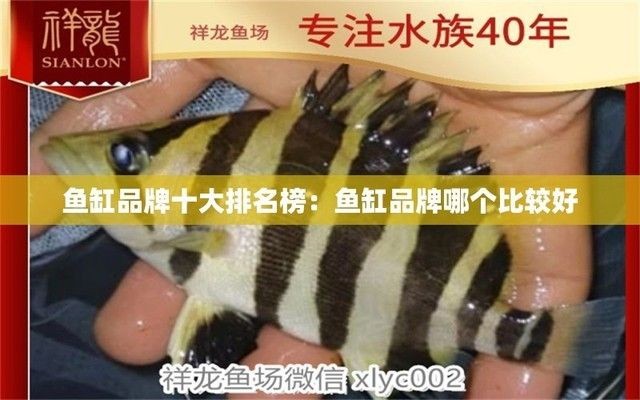 魚缸品牌大全排行榜最新，2024年魚缸品牌性價比對比水族器材品牌創(chuàng)新設(shè)計魚缸品牌排行榜