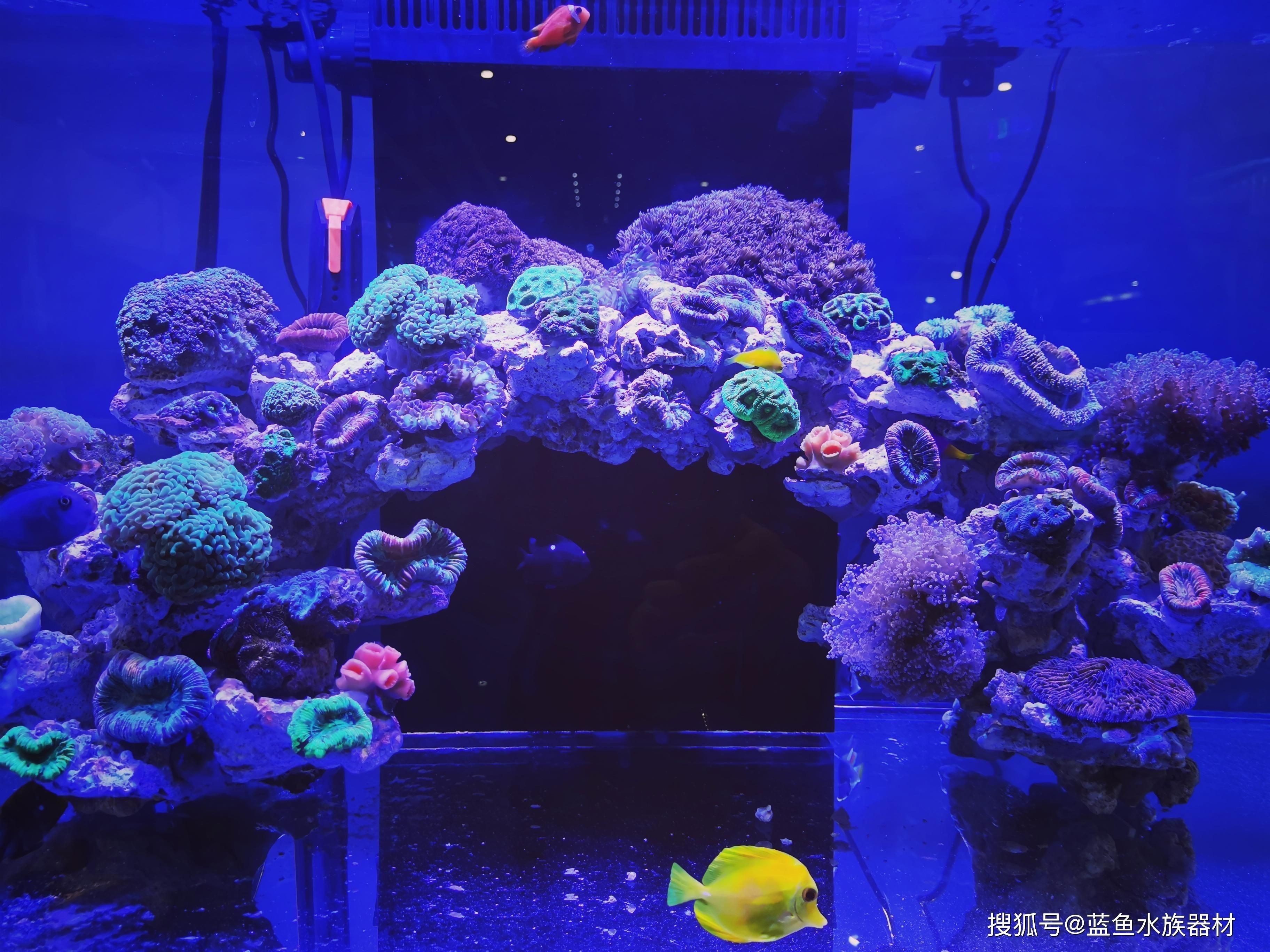 海水生態魚缸的制作過程涉及到多個步驟涉及多個步驟：海水生態魚缸的制作過程